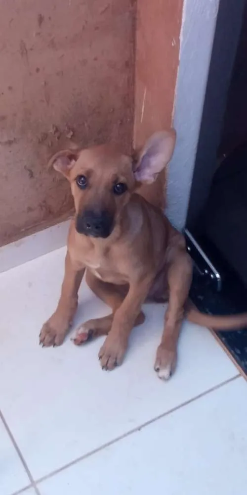 Cachorro raça Fila idade 2 a 6 meses nome Jade