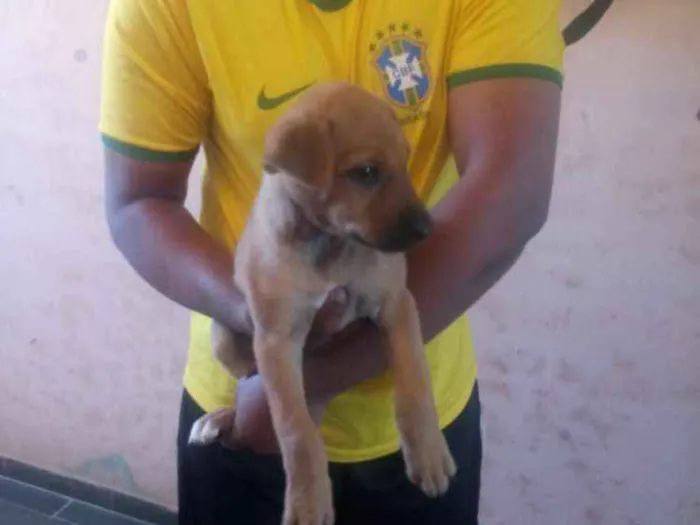 Cachorro raça Fila idade 2 a 6 meses nome Jade