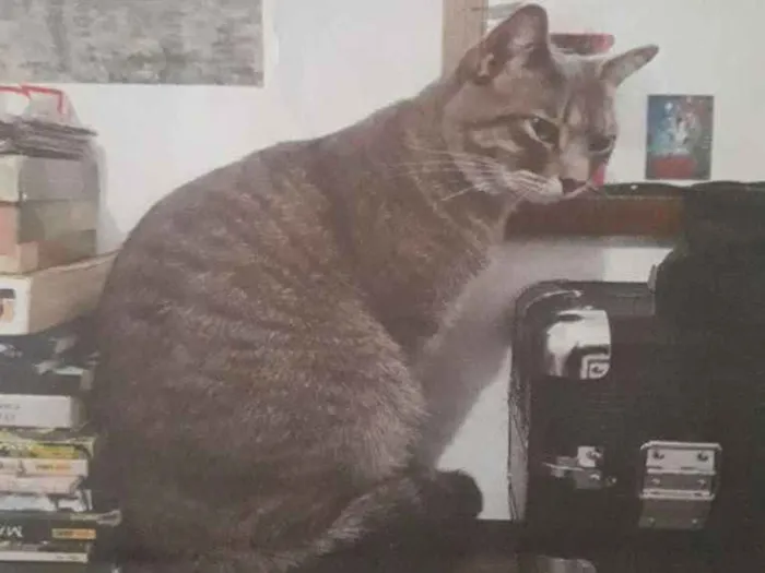 Gato raça  idade 2 anos nome Benji