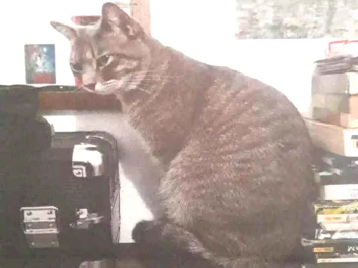 Gato raça  idade 2 anos nome Benji