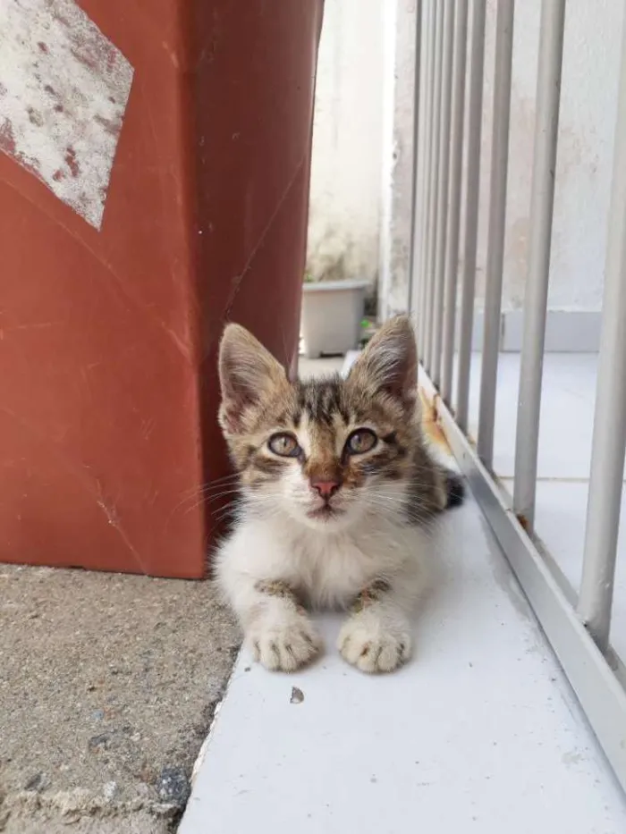 Gato raça Vira lata idade 2 a 6 meses nome Não tem nome