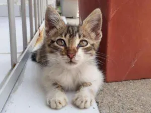Gato raça Vira lata idade 2 a 6 meses nome Não tem nome