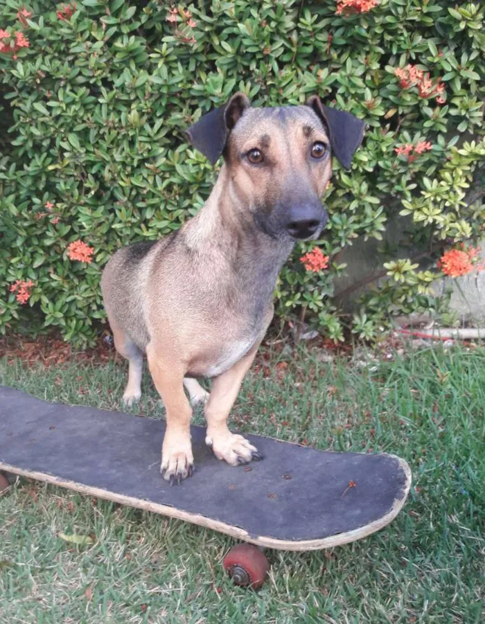 Cachorro ra a SEM RAÇA DEFINIDA.  idade 1 ano nome SEM NOME. 