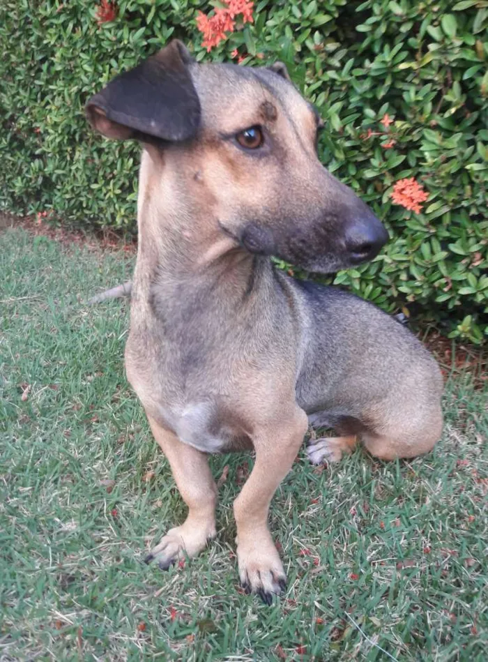 Cachorro ra a SEM RAÇA DEFINIDA.  idade 1 ano nome SEM NOME. 