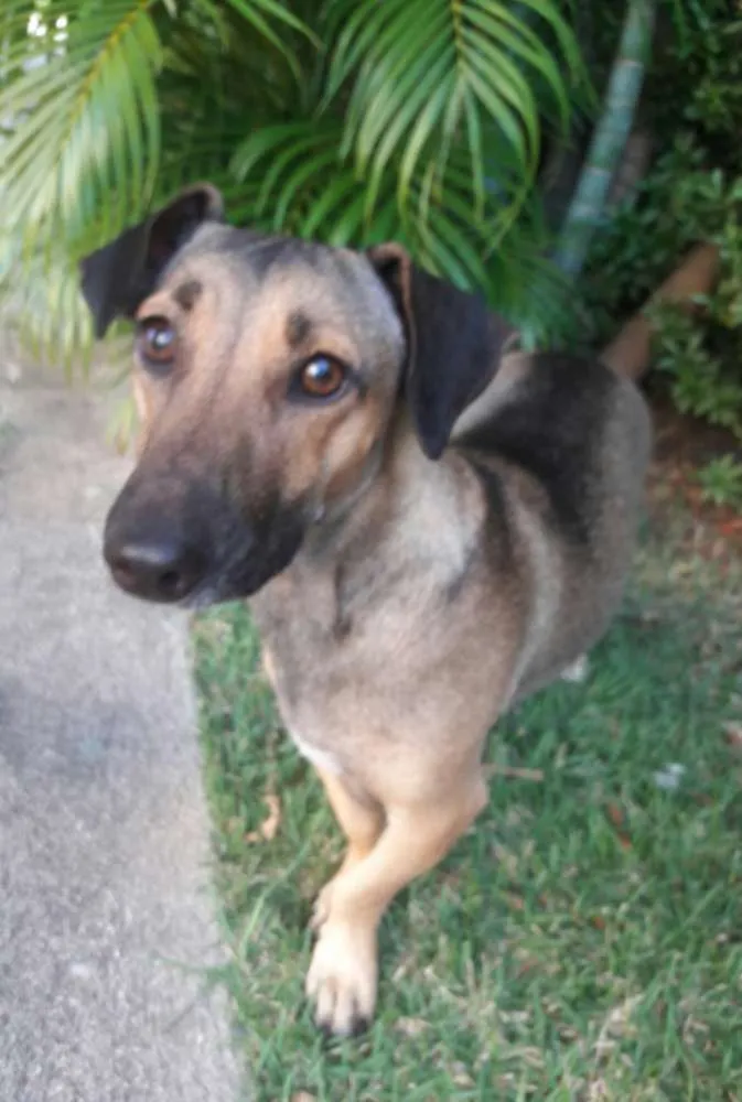 Cachorro ra a SEM RAÇA DEFINIDA.  idade 1 ano nome SEM NOME. 