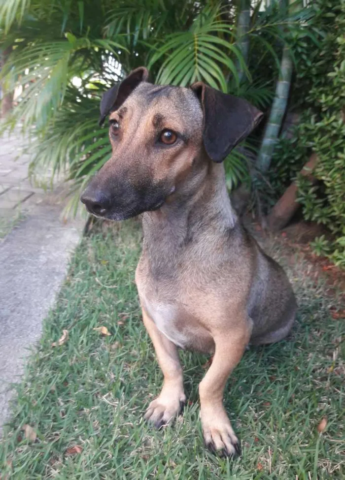 Cachorro ra a SEM RAÇA DEFINIDA.  idade 1 ano nome SEM NOME. 