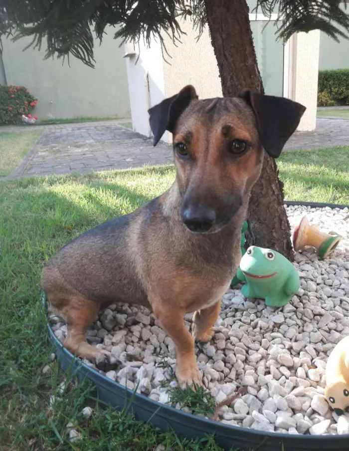 Cachorro ra a SEM RAÇA DEFINIDA.  idade 1 ano nome SEM NOME. 