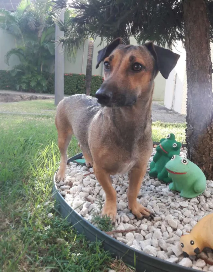Cachorro ra a SEM RAÇA DEFINIDA.  idade 1 ano nome SEM NOME. 