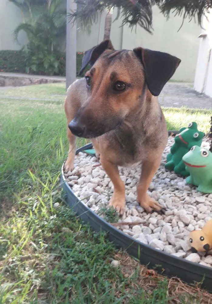Cachorro ra a SEM RAÇA DEFINIDA.  idade 1 ano nome SEM NOME. 