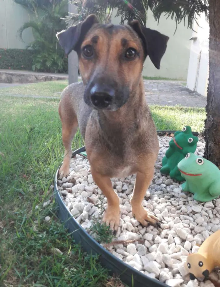 Cachorro ra a SEM RAÇA DEFINIDA.  idade 1 ano nome SEM NOME. 