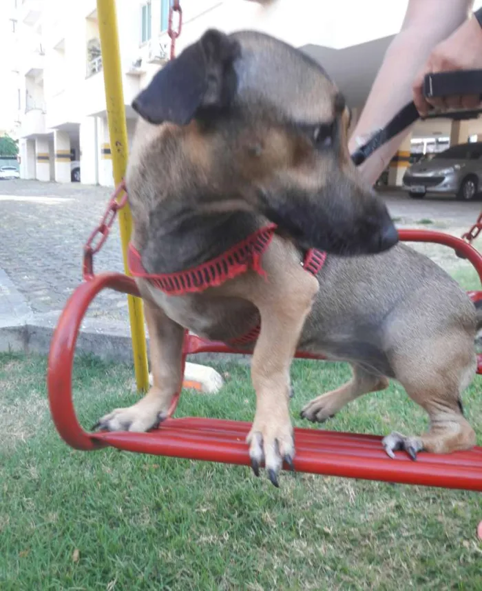Cachorro ra a SEM RAÇA DEFINIDA.  idade 1 ano nome SEM NOME. 