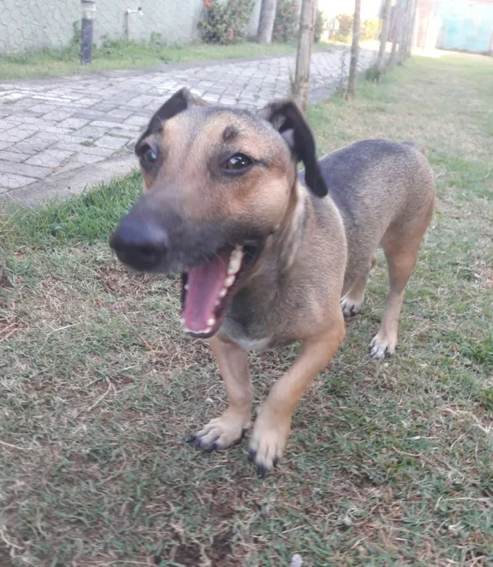 Cachorro ra a SEM RAÇA DEFINIDA.  idade 1 ano nome SEM NOME. 