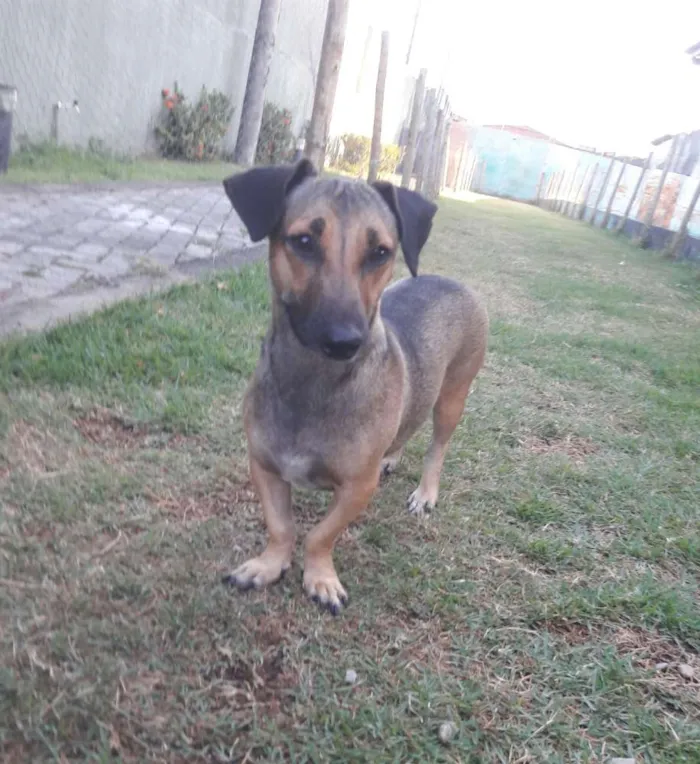 Cachorro ra a SEM RAÇA DEFINIDA.  idade 1 ano nome SEM NOME. 