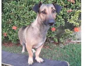 Cachorro raça SEM RAÇA DEFINIDA.  idade 1 ano nome SEM NOME. 