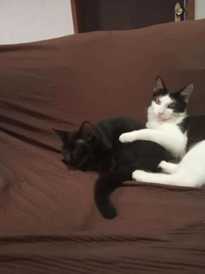 Gato raça Mistura com Siamês idade 2 a 6 meses nome Frajola e Luna