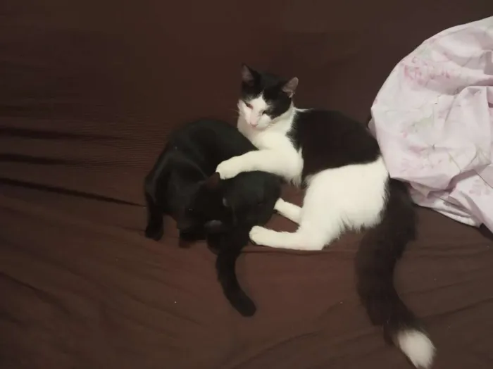 Gato raça Mistura com Siamês idade 2 a 6 meses nome Frajola e Luna