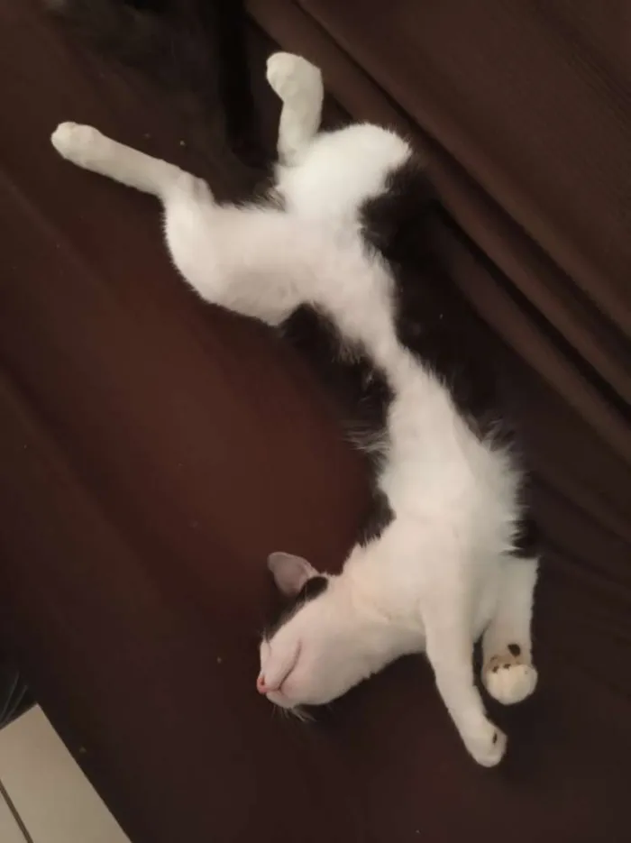 Gato raça Mistura com Siamês idade 2 a 6 meses nome Frajola e Luna