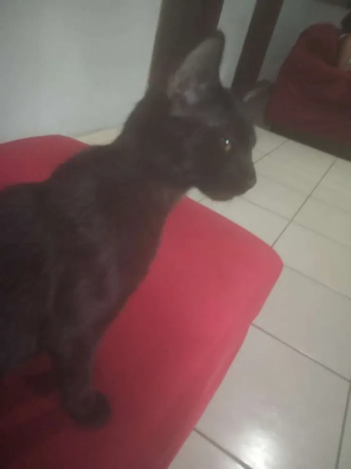 Gato raça Mistura com Siamês idade 2 a 6 meses nome Frajola e Luna