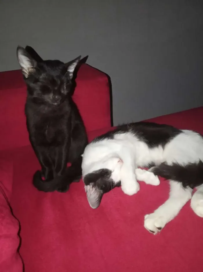 Gato raça Mistura com Siamês idade 2 a 6 meses nome Frajola e Luna