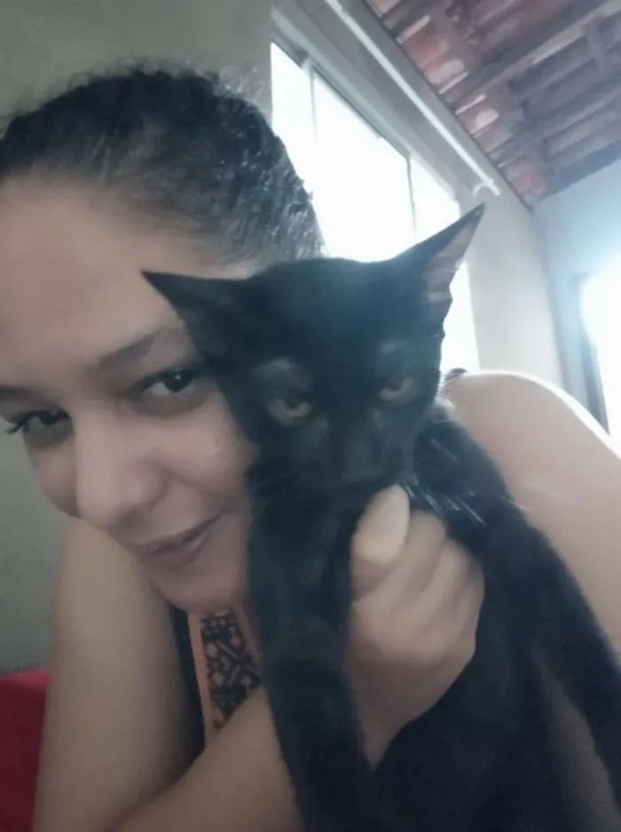 Gato raça Mistura com Siamês idade 2 a 6 meses nome Frajola e Luna