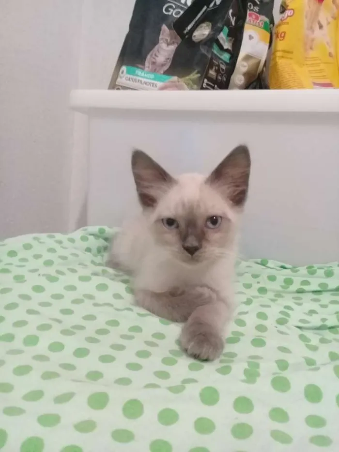 Gato ra a Siamês  idade 2 a 6 meses nome Sem nome 