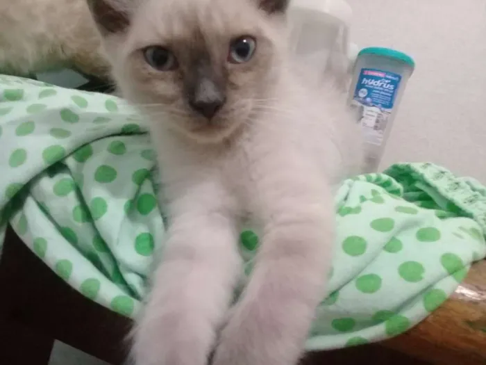 Gato ra a Siamês  idade 2 a 6 meses nome Sem nome 