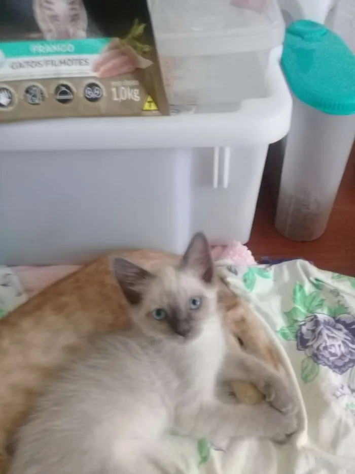 Gato ra a Siamês  idade 2 a 6 meses nome Sem nome 