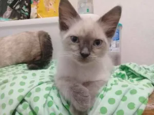 Gato raça Siamês  idade 2 a 6 meses nome Sem nome 