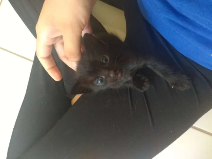Gato ra a Vira lata idade Abaixo de 2 meses nome Bebês