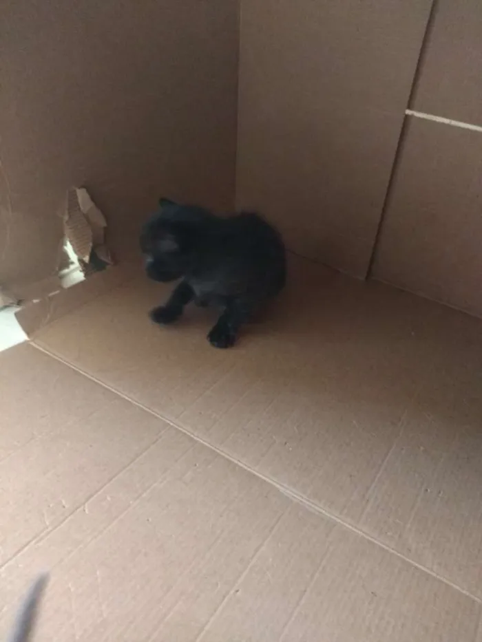 Gato ra a Vira lata idade Abaixo de 2 meses nome Bebês