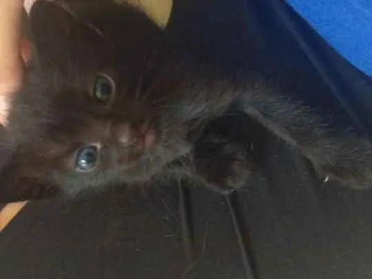 Gato ra a Vira lata idade Abaixo de 2 meses nome Bebês