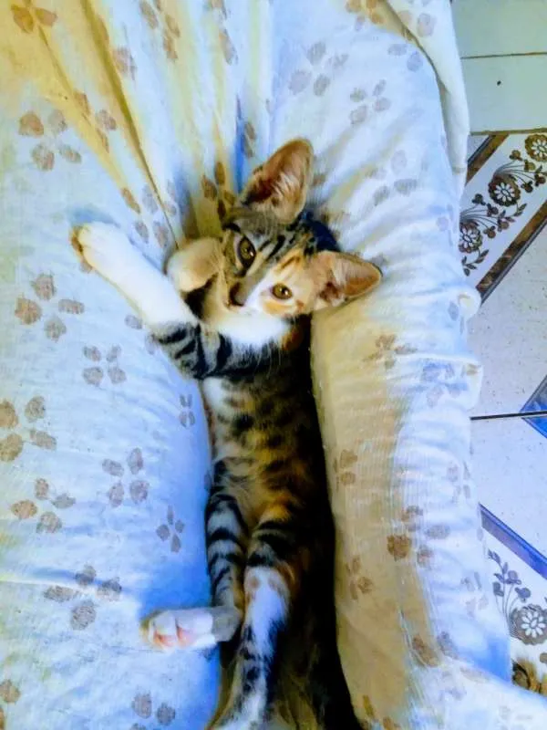 Gato raça exotico idade 2 a 6 meses nome Mullan