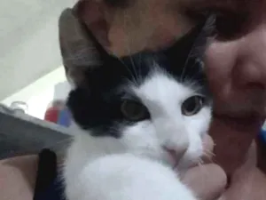 Gato raça Mistura com Siamês idade 2 a 6 meses nome Frajola e Luna