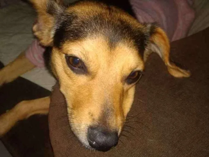 Cachorro ra a SRD idade 1 ano nome Filó