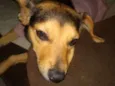 Filó