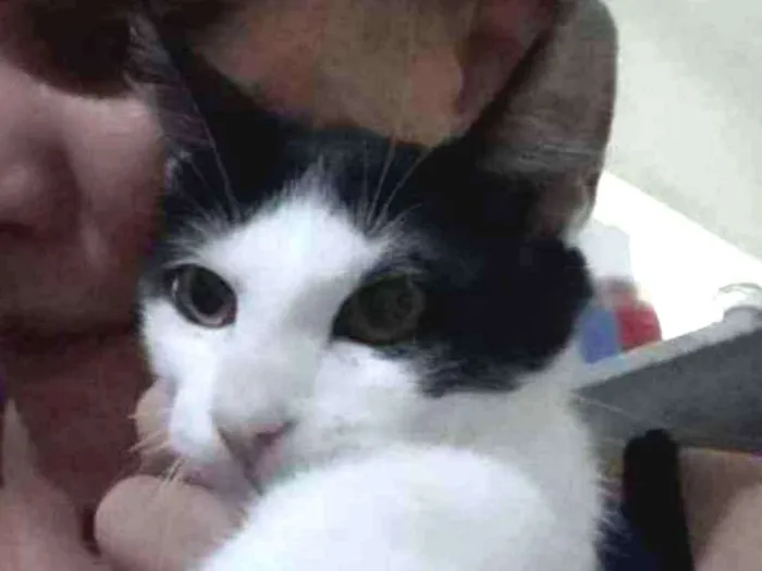 Gato raça Mistura com Siamês idade 2 a 6 meses nome Frajola e Luna