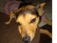 Filó