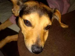 Cachorro raça SRD idade 1 ano nome Filó