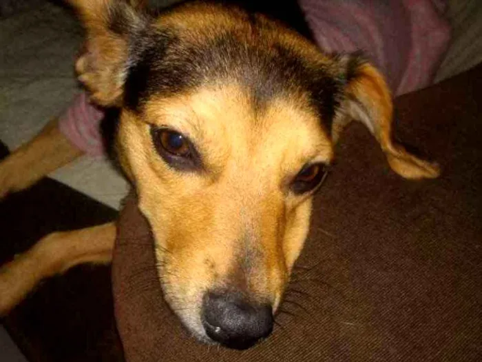 Cachorro ra a SRD idade 1 ano nome Filó