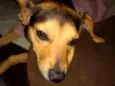 Filó