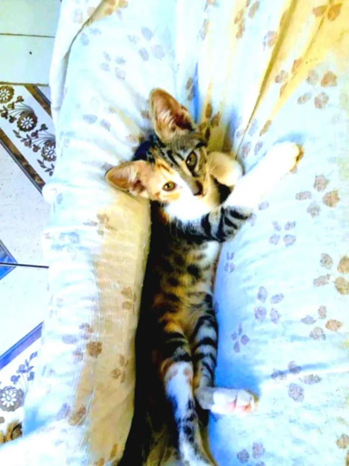 Gato raça exotico idade 2 a 6 meses nome Mullan