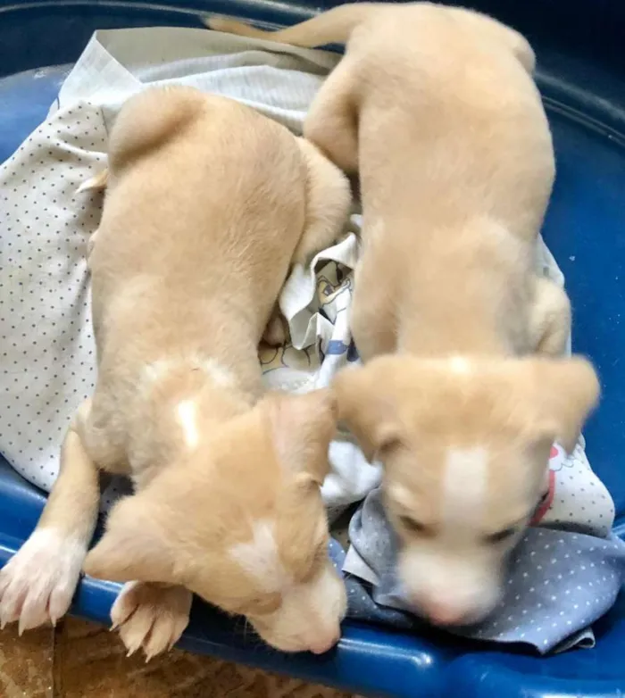 Cachorro ra a SRD idade Abaixo de 2 meses nome Bebês