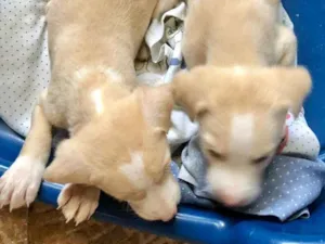 Cachorro raça SRD idade Abaixo de 2 meses nome Bebês