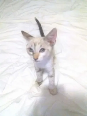 Gato raça Balines idade 2 a 6 meses nome Nala