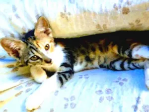 Gato raça exotico idade 2 a 6 meses nome Mullan