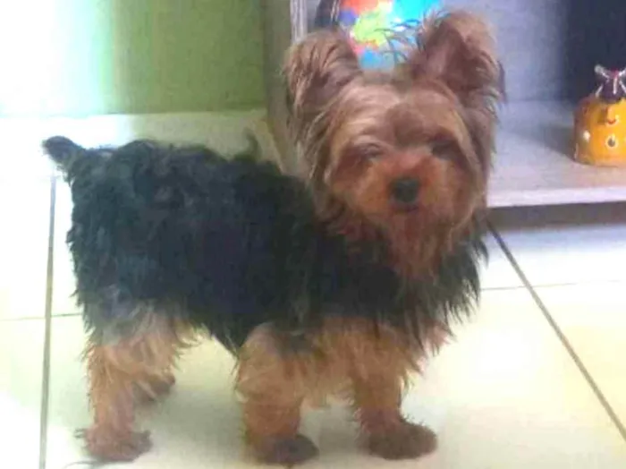 Cachorro ra a Yorkshire idade 3 anos nome Ashira