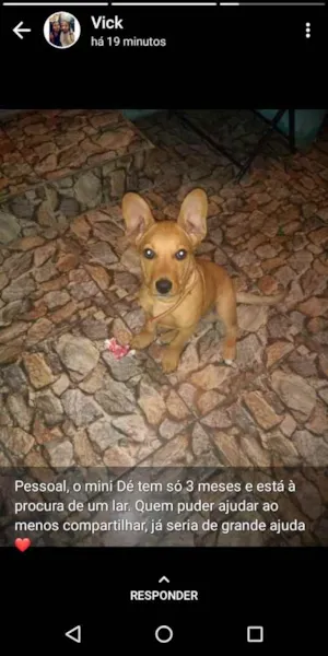 Cachorro raça Vira lata idade 2 a 6 meses nome Daryl