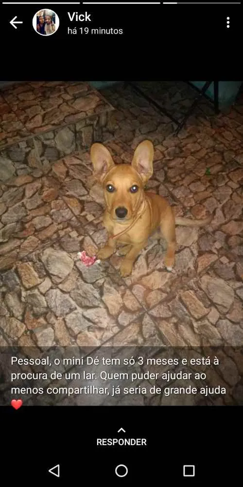 Cachorro ra a Vira lata idade 2 a 6 meses nome Daryl