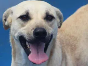 Cachorro raça  idade 2 anos nome Eva