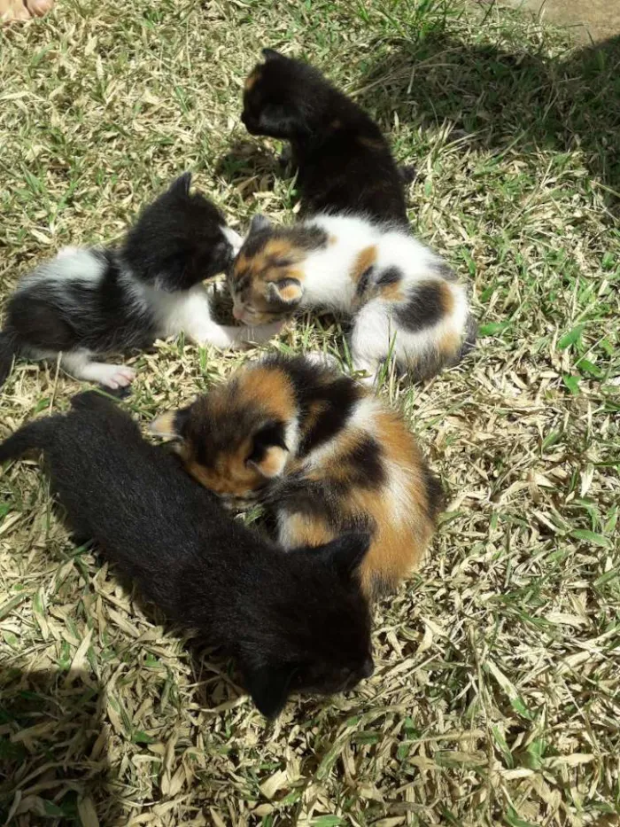 Gato raça Mista  idade Abaixo de 2 meses nome Piter